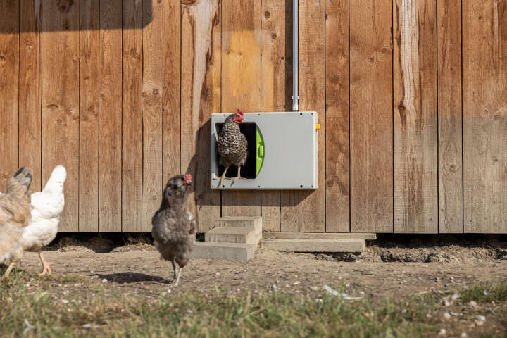 KERBL SmartCoop Hühnertür